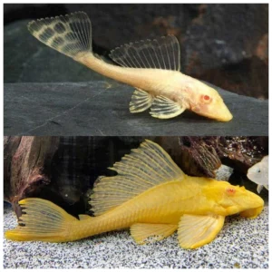 Hypostomus plecostomus Albino - čistač algi