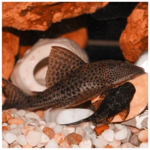Hypostomus plecostomus Black - čistač algi