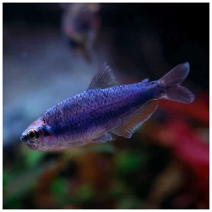 Inpaichthys kerri - plava carska tetra