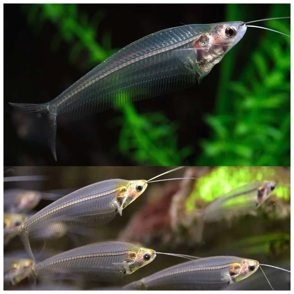 Kryptopterus bicirrhis - Staklasti somic