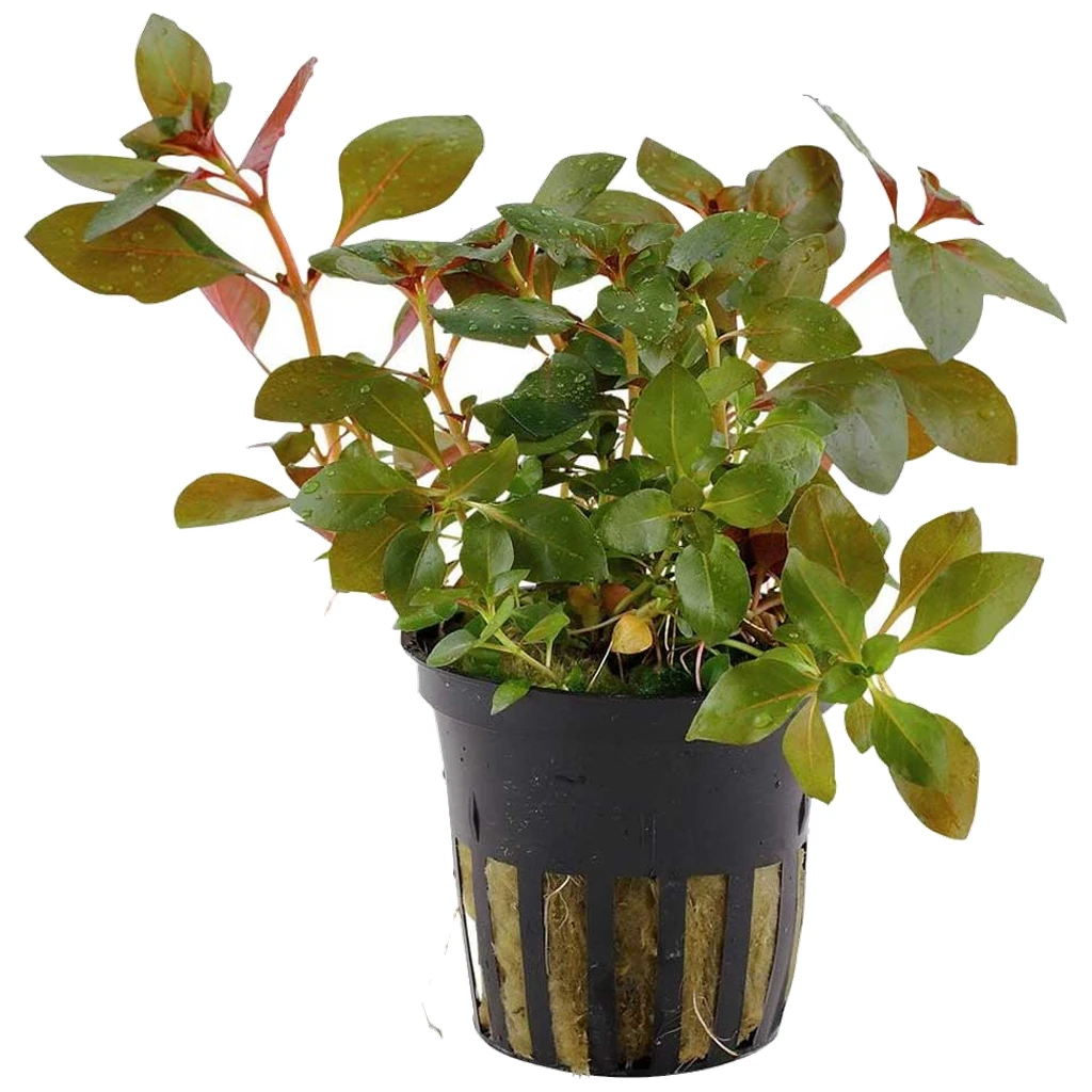 Ludwigia repens rubin - crvena akvarijumska biljka