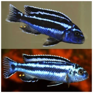 Maingano cichlid - malavi ciklid