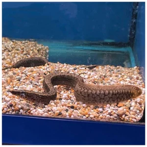 Mastacembelus Eel - bodljikava jegulja