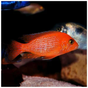 Maylandia estherae - crvena zebra ciklid