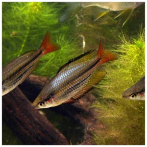 Melanotaenia australis - australijska duga