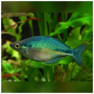 Melanotaenia lacustris - plava duga