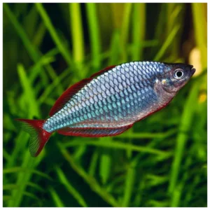 Melanotaenia praecox - paskai rainbow