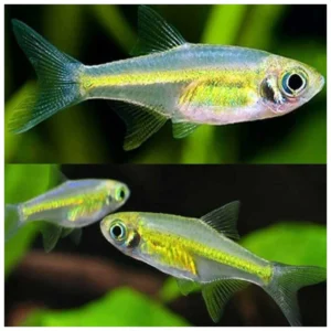 Microdevario kubotai - Microrasbora kubotai