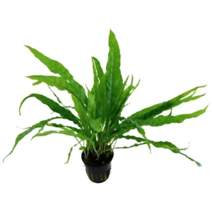 Microsorum pteropus - akvarijumska biljka