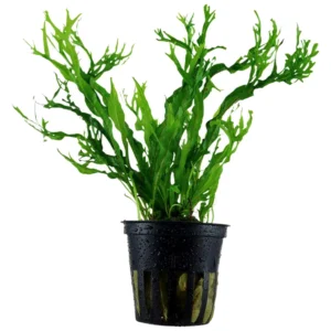 Microsorum pteropus Trident - akvarijumska biljka