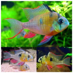 Mikrogeophagus altispinosus - bolivijski ram