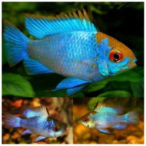 Mikrogeophagus ramirezi - Ramirez electric blue