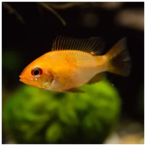 Mikrogeophagus ramirezi yellow - žuti ramirez