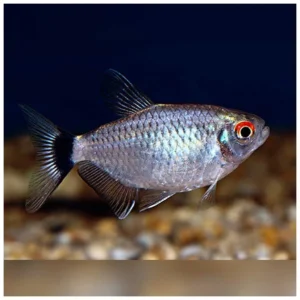 Moenkhausia sanctaefilomenae - santa filamena tetra