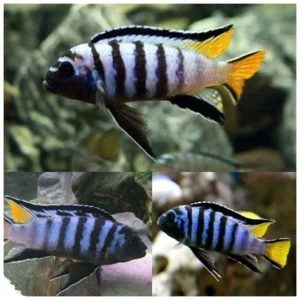 Mpanga cichlid - malavi ciklid
