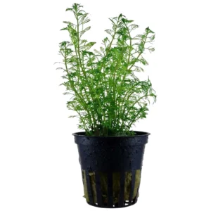 Myriophyllum brasiliensis - akvarijumski hrast