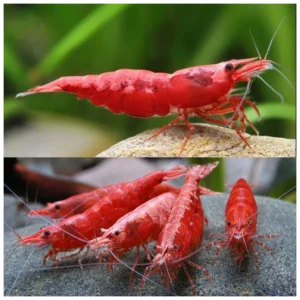 Neocaridina davidi - Blue Dream kozice