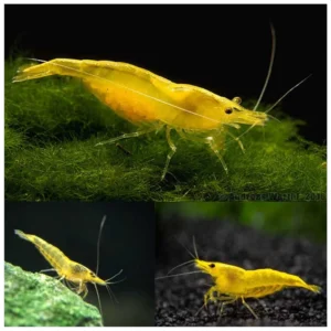Neocaridina davidi – Žuta akvarijumska kozica