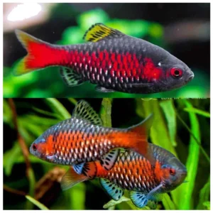 Odesa Barbus - akvarijumska ribica