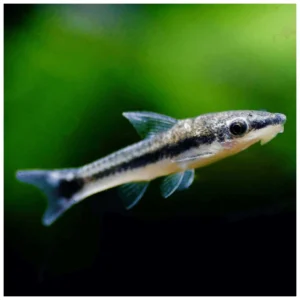 Otocinklus - algar za slatkovodni akvarijum