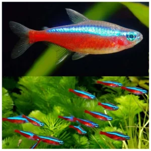 Paracheirodon axelrodi - Kraljevska neonka