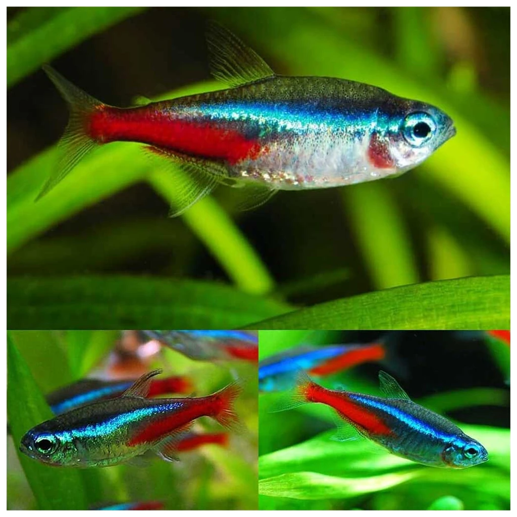 Paracheirodon innesi - Plava neonka