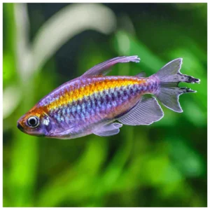 Phenacogrammus interruptus - kongo tetra