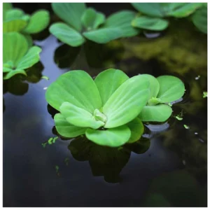 Pistia stratiotes XL - plutajuća biljka