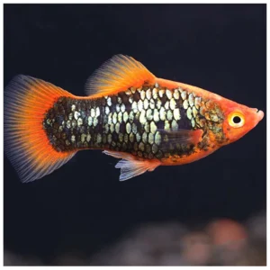 Plati red tuxedo - živorotka za slatkovodni akvarijum