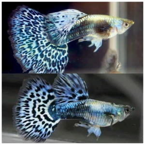 Poecilia reticulata - gupi ribica
