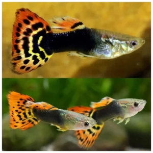 Poecilia reticulata assorted - mešani gupi