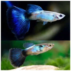 Poecilia reticulata blue - plavi gupi
