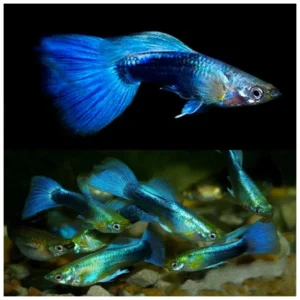 Poecilia reticulata blue tuxedo - gupi ribica