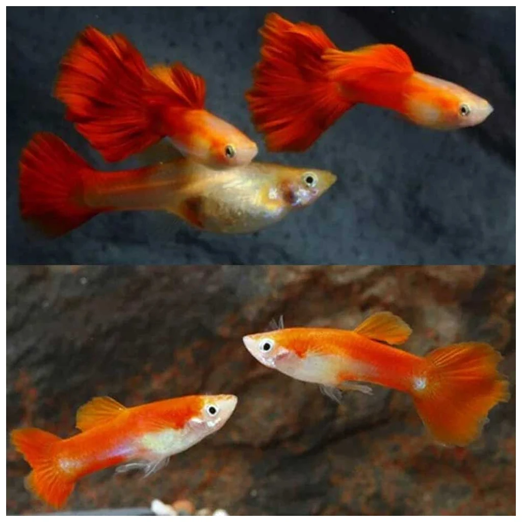 Poecilia reticulata red - crveni gupi