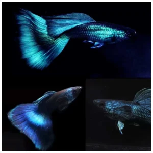 Poecilia reticulata var. - Gupi black moscow