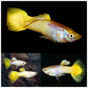 Poecilia reticulata yellow - žuti gupi