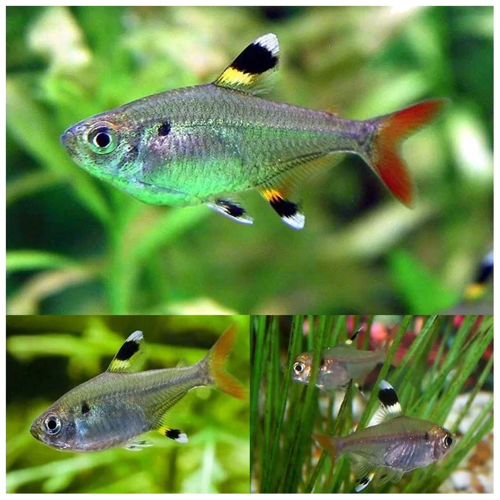 Pristella maxillaris - Pristella tetra