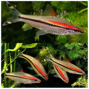 Puntius denisonii - Denisoni