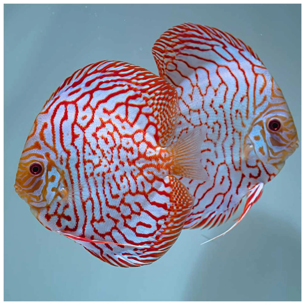 Tiger checkerboard diskus - ukrasna ribica