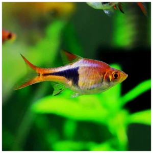Trigonostigma heteromorpha - harlekin rasbora