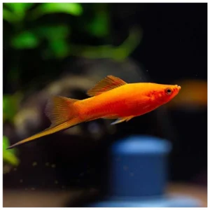 Xiphophorus helleri var. - Ksifo crveni